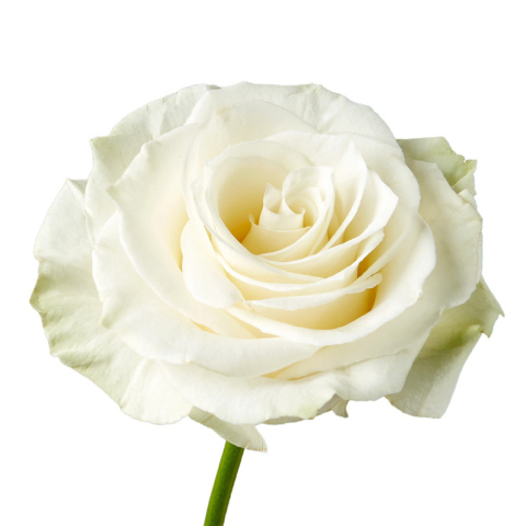 rose flower bouquet