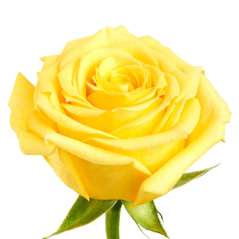 rose flower bouquet
