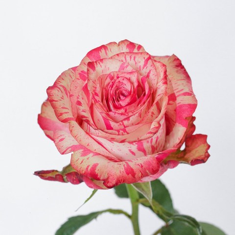 rose flower bouquet