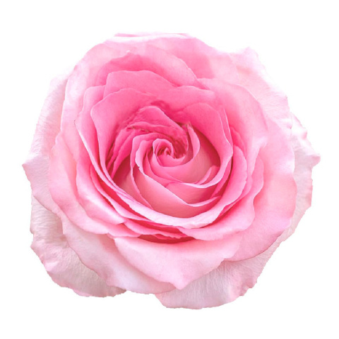 rose flower bouquet