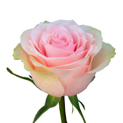 rose flower bouquet
