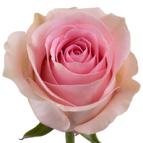 rose flower bouquet