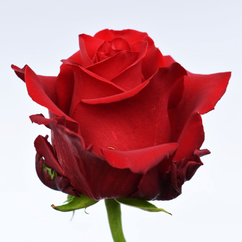 rose flower bouquet