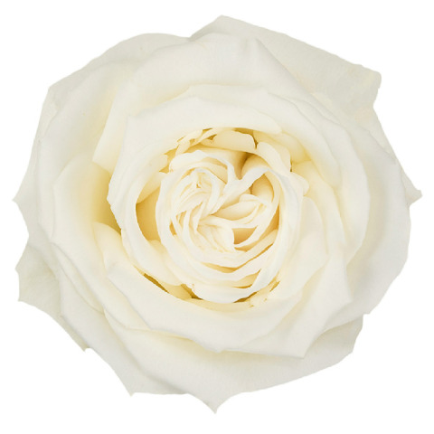 rose flower bouquet