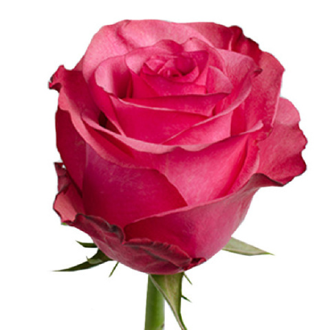 rose flower bouquet