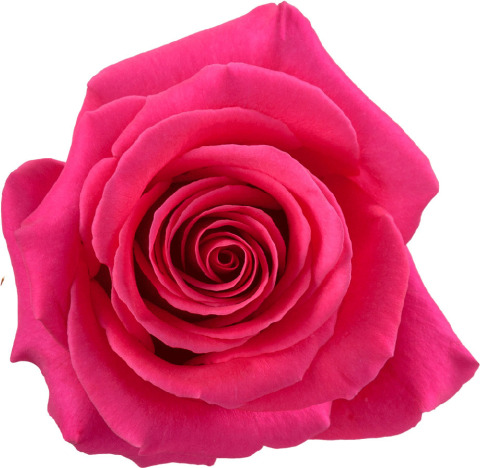 rose flower bouquet